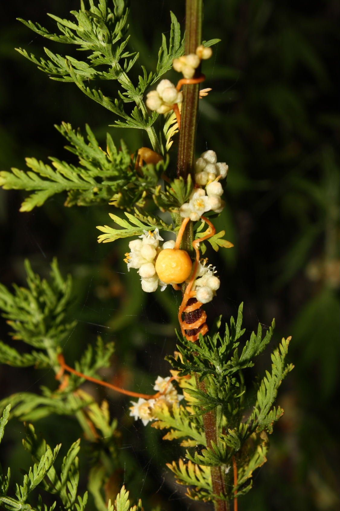 Cuscuta cfr. campestris
